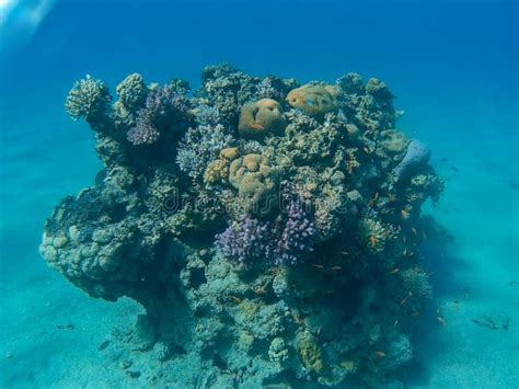 Coral Reef in Eilat stock image. Image of coral, eilat - 108336507