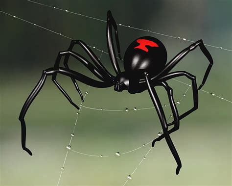 Black Widow Virginia’s Venomous Spider- Holistic Pest Solutions