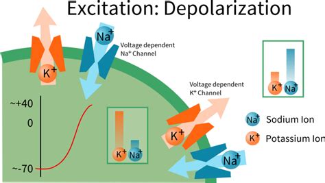 Difference Between Depolarization and Repolarization l Depolarization ...