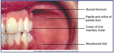 Lip Mucosa Anatomy | Sitelip.org