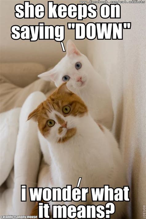 Katie's Kitties: Funny Cat Pictures with Captions