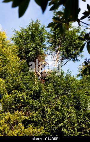 Pruning Leylandii trees Stock Photo - Alamy