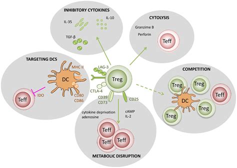 Frontiers | Mechanisms Underlying CD4+ Treg Immune Regulation in the ...