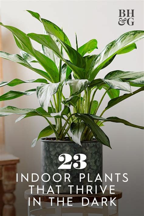 Tall indoor plants low lights – Artofit