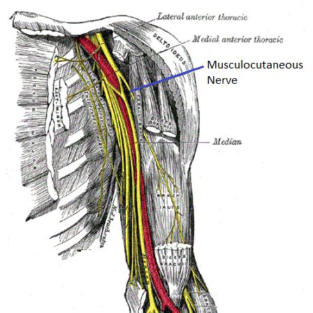 Coracobrachialis | Function, Pain & Innervation | Study.com