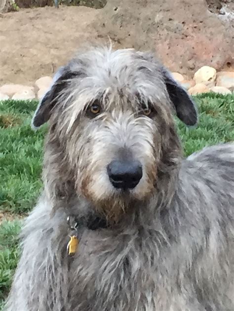 233 best The Gentle Giant Irish Wolfhound images on Pinterest | Irish ...