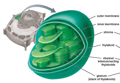 Plant Cell Chloroplast