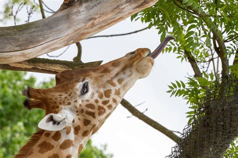 giraffe eating leaves - Google Search Giraffe Facts, Art Reference ...