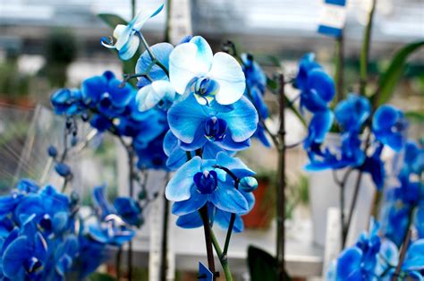 Our Love For Blue Flowers: It’s Complicated | Good Earth Plants