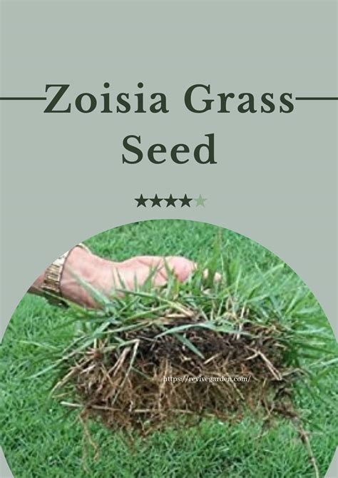 Zoysia Grass Seed: All You Need to Know - Revive Garden