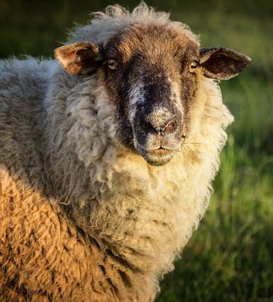 What is a Female Sheep Called? [Sheep Facts] - RaisingSheep.net