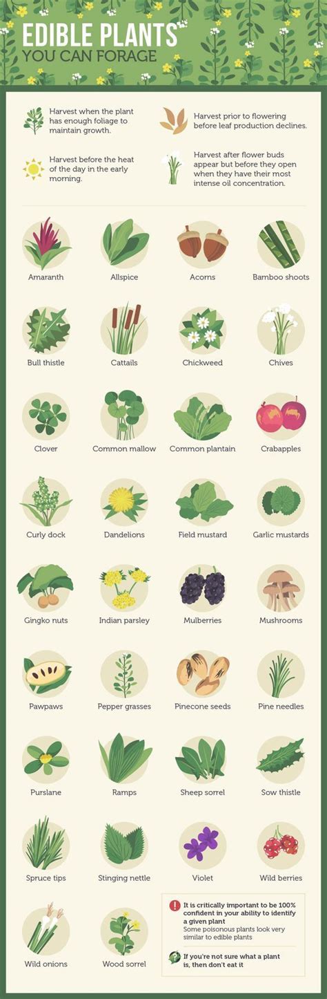 Edible Plants You Can Forage (Infographic) – Survival Stronghold