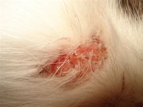 Ringworm in cats - pictures, symptoms, treatment and prevention