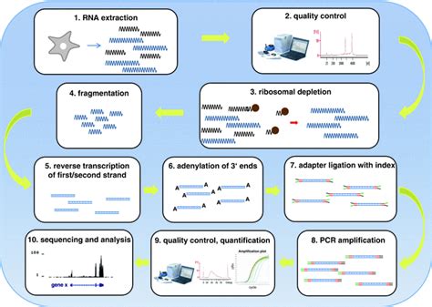 A detailed protocol for stranded RNA-sequencing | RNA-Seq Blog