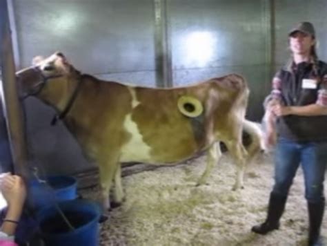 Holy cow: Window in cow's side shows what cud happen during digestion ...