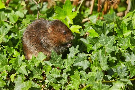 Wildlife Photographic Journals: Water Vole Education