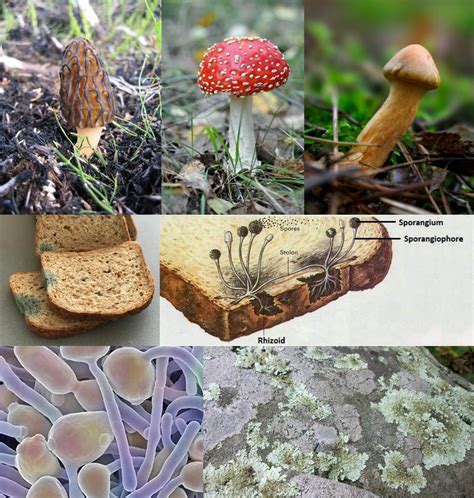 Why Bacteria and Fungi are called Decomposers? - Food Chain and Web