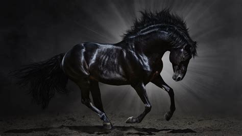 Horse Black Wallpapers - Top Free Horse Black Backgrounds - WallpaperAccess