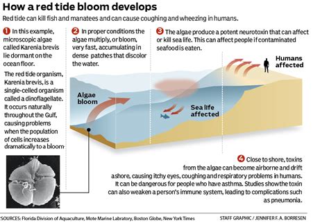 Red tide is killing marine life in Southwest Florida. Here's how a ...