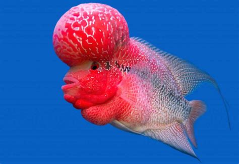 Different Types Of Flowerhorn Cichlid