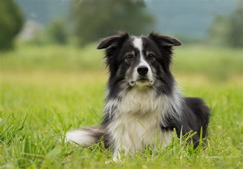 11 Best Border Collie Colors (Markings, Coats & Pictures)