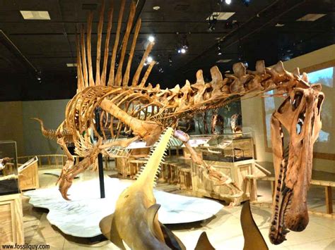 Fossilguy.com: Spinosaurus - The First Semi Aquatic Dinosaur! Facts and ...