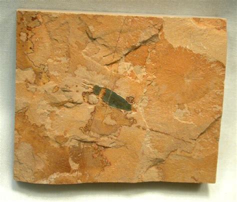 Fossil Phoronids