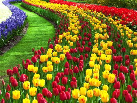 Beautiful Flower Garden Wallpaper Widescreen | Best Flower Site