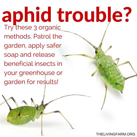 3 Easy Organic Aphid Control Techniques for the Garden