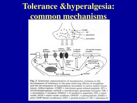 PPT - Opioid Induced Hyperalgesia PowerPoint Presentation - ID:1072938