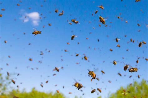 Should You Ignore a Swarm? - Live Bee Removal