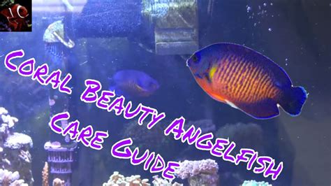 Coral Beauty Angelfish Care Guide - YouTube