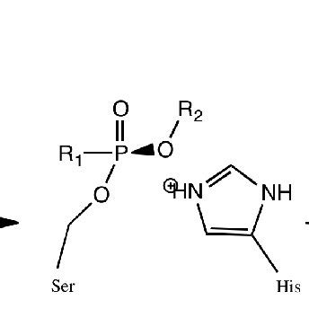 6: The inhibition mechanism of AChE by organophosphate nerve agents ...