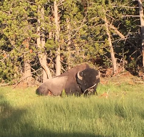 Tips For Seeing Wildlife at Yellowstone National Park - She's On The Go