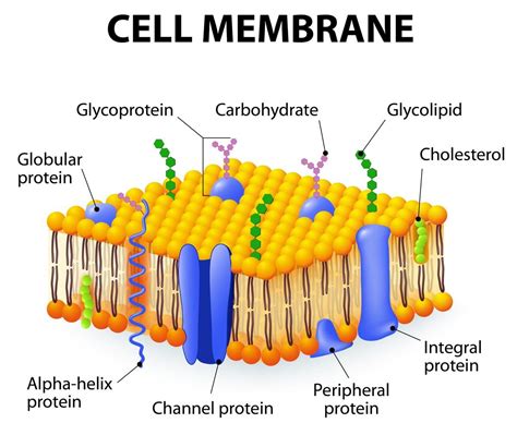 92 Office Cell membrane structure and function for desktop background ...