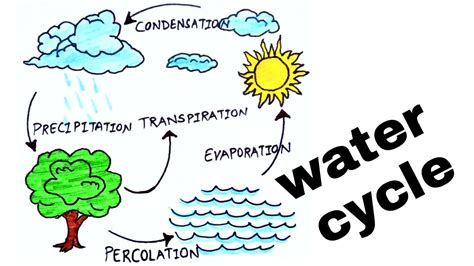 [DIAGRAM] Labeled Water Cycle Diagram - MYDIAGRAM.ONLINE