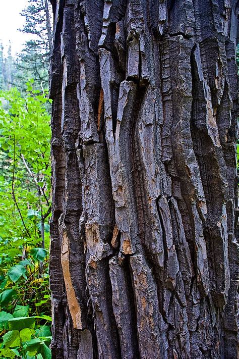 Black Cottonwood Bark On Nature Trail In Two Medicine Lake Area In ...