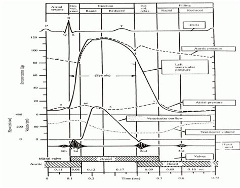 Lecture 14 and 15 Cardiac Cycle Quiz