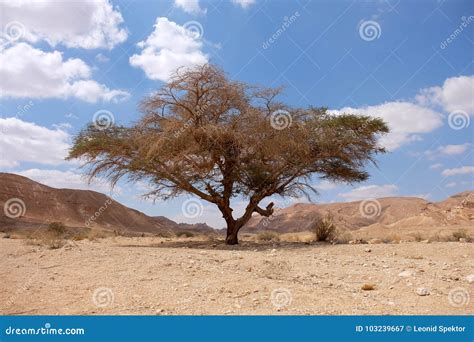 Negev desert landscape. stock image. Image of arid, outdoors - 103239667