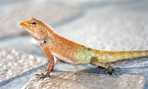 Oriental garden lizard | 💖The oriental garden lizard calotes versicolor ...