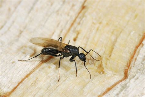 What are Carpenter Ants vs. Termites? - Raven Termite and Pest Control ...