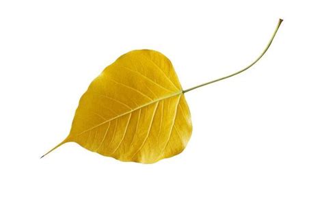 Bodhi Leaf Stock Photos, Images and Backgrounds for Free Download