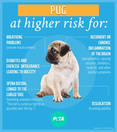 The Hidden Cost of Buying a 'Purebred' Dog From a Breeder | PETA