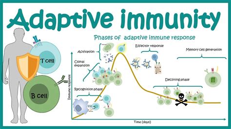 Adaptive immune response ( cellular players ,phases and mechanism ...