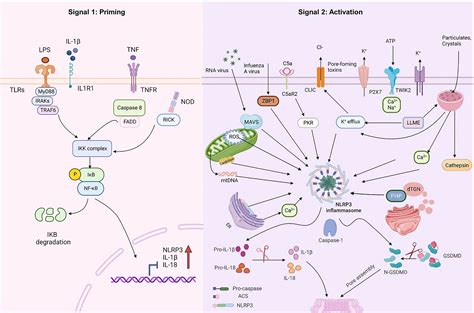 Inflammasome Activation Pathway