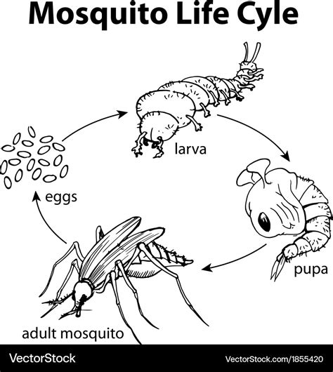 Mosquito life cycle Royalty Free Vector Image - VectorStock