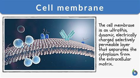 Cell membrane - Definition and Examples - Biology Online Dictionary