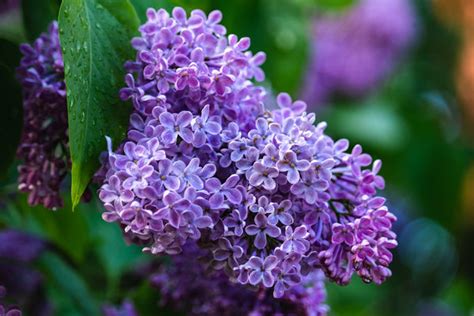 How to Plant a Lilac Bush: A Step-by-Step Approach - Orchid Republic