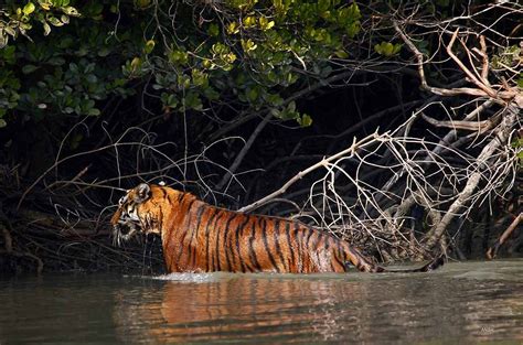 Royal Bengal Tiger in mangrove forests of Sunderban | Tiger Trails ...