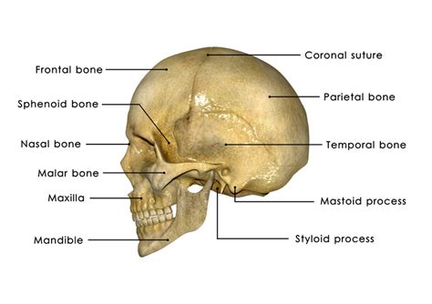 Linear Skull Fracture